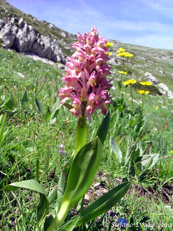 Dactylorhiza sambucina - rosa!